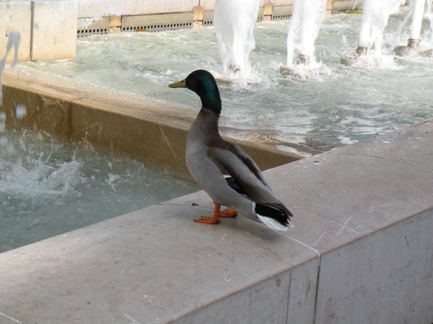  canard, place de la Sorbonne